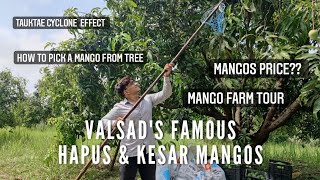 Valsads Hapus amp Kesar PRICE per Mann MANGO 🥭  Full Detail  Price  Farm Tour  mango valsad [upl. by Sorips455]