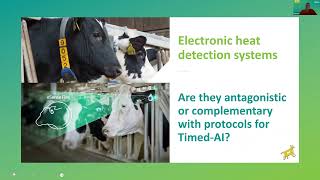 Insémination artificielle programmée amp amélioration des taux de gestation chez les vaches receveuses [upl. by Nalim77]