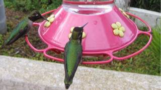 Hundreds of Hummingbirds at Bird Feeder in HD [upl. by Alyakcm717]