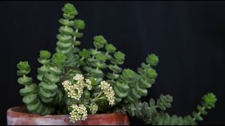 Crassula rupestris  FelsenDickblatt Jade Neckless [upl. by Erminie]