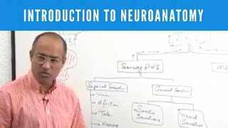 Introduction to Neuroanatomy  Neuroscience  Neurophysiology [upl. by Niawat]