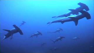 Incredible Hammerhead Shark Behaviour  mass schooling [upl. by Ahsenom430]