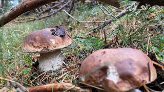 Boletus Edulis y Pinophilus del 22 de octubre de 2023 [upl. by Orofselet]