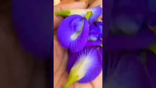 Aprajita plant winter care shortvideo aprajitaplant [upl. by Otipaga326]