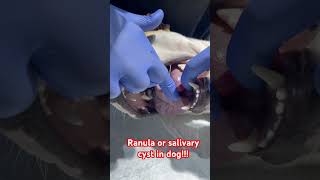 Ranula or salivary cyst in dog [upl. by Daj]