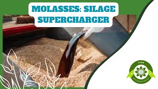 Unlocking the Benefits in small scale silage making How Molasses Enhances Silage Making [upl. by Collyer983]