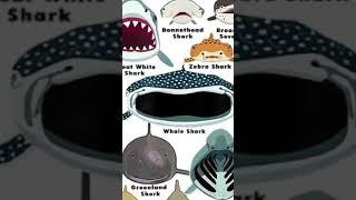 shark face  whale 🦈🦈 viral subscribe shorts [upl. by Efron905]