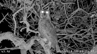 Female Great Horned Owl Hooting [upl. by Madson]