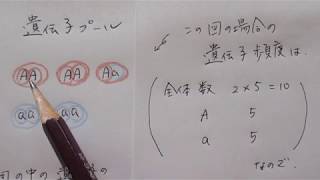 【生物】基本知識 遺伝子プール遺伝子頻度遺伝的浮動ハーディ・ワインベルグの法則（ビーP127解説としても） [upl. by Aicenav]