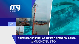 MuchoGusto  Pescadores de Arica encuentran pez remo de casi 6 metros ¿Son de mala suerte [upl. by Tadeas]