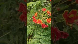 Caesalpinia nature garden gardenplants sreevidhya nursery rachuloor [upl. by Bland]