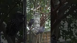 The starlings arrive for breakfast [upl. by Steinke496]