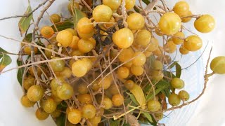 How To Grow Ritha plant From Seed Its Soap berry  soap nut Tree From Seed रीठा को बीज से उगाएं [upl. by Erdna]