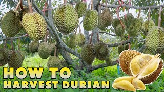 GREAT THAILAND DURIAN FARMING AND HARVEST  KING OF FRUITS [upl. by Yebloc]