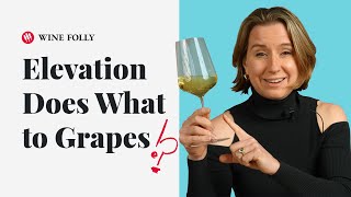 How Elevation Affects Grape Varieties ep 39 Wine Folly [upl. by Yukio964]