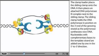 DNA Replication Animation  initiation elongation and termination [upl. by Missak]