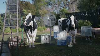 ChickfilA  Cows  Thunderstorm  Coke  15 [upl. by Mcnelly969]