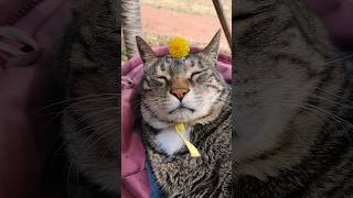 고양이는 민들레 꽃을 좋아할까😸Do cats like dandelion flowers [upl. by Nesyaj]