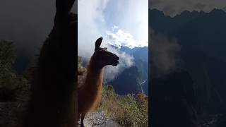 Climbing Mount Machupicchu with lamastravel perutourism machupicchuperu animals mountains [upl. by Trudnak]