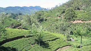 Sri Lanka  Hill Country Trains amp Tea Plantation  Ella to Nanu Oya [upl. by Cusack]