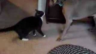 Cat puts Weimaraner in his place [upl. by Acimat142]