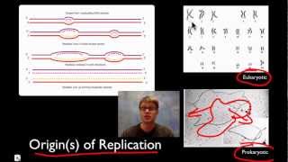 DNA Replication [upl. by Belmonte522]