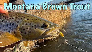 Montana Brown Trout Fishing with Spinners [upl. by Htebazila255]