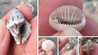 Florida Shelling Jupiter Island Coral Cove Park We went across the state to look for new shells [upl. by Verner322]