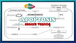 Apoptosis English version  Programmed cell death [upl. by Luise]