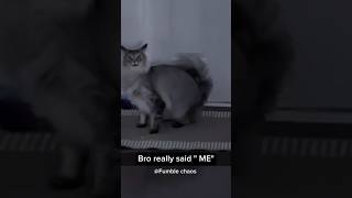 Look at this possessed cat 😂😮funny pets funnypets funnyshorts [upl. by Eladnek845]