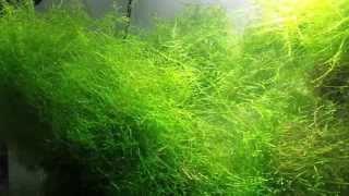 Tips On Growing Java Moss [upl. by Nate]