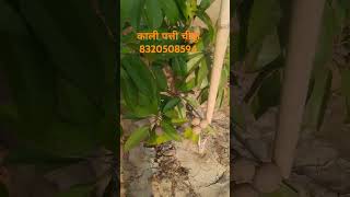 चीकू agricoss agriculture agricultur agric farming automobile agricos farmer agricultur [upl. by Nitsrek461]