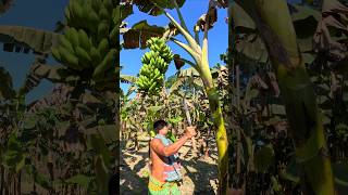 How bananas are cut food episode 2269 food shorts bananas satisfying foodshorts fruit [upl. by Ynohtnacram]