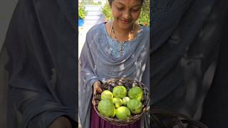 తొమ్మిది జామ రకాలు Guava nine varieties guava mygarden harvesting gardening shortvideo [upl. by Norramic649]