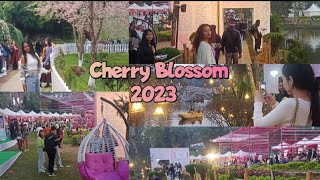 Cherry Blossom Festival Shillong 2023  Shillong Literary Festival 2023  Opening Day Full Tour [upl. by Pauli]