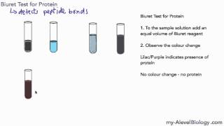 Biuret Test With Demonstration In 5 Minutes  Biuret Test Biochemistry [upl. by Gibrian]