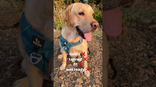 Toned Tanned Fit amp Ready ❌🛑 shorts funny dogs comedy viral trending doglover dogs youtube [upl. by Chernow]