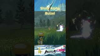 SHINY ALPHA BUIZEL shorts shinypokemonhunter pokemonlegendsarceus shinypokemon pokemon [upl. by Keese169]