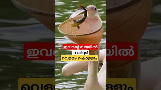 പെലിക്കൻ പക്ഷിയെ കണ്ടിട്ടുണ്ടോ shortsfeed [upl. by Ecnahoy]