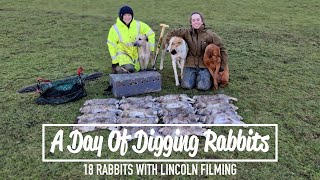 A Day Of Digging Rabbits  18 rabbits with Lincoln filming [upl. by Vasiliki794]