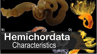 Hemichordata phylum characteristics  UPSC zoology optional [upl. by Intruok780]