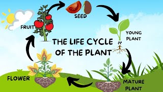 THE LIFE CYCLE OF THE PLANT [upl. by Eednas778]