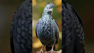 Victoria Crowned Pigeon Stock Video ai bird video pigeon birds stockfootage animals [upl. by Enyale]