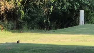 WATCH Massive black mamba has standoff with mongoose at Mbombela Golf Club [upl. by Ahseile]