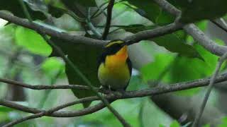 Narcissus Flycatcher  Ficedula narcissina  Jeju Korea 20230619 [upl. by Ahseryt257]