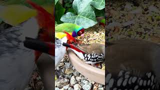 Diamond firetail finch bird aviary [upl. by Rahcir]