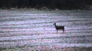 Southern Michigan last doe season 2015 with the TC G2 357 Maximum [upl. by Aknahs186]