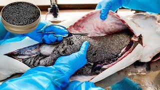 How Beluga Sturgeon is Farmed amp Caviar Extraction is Made  Caviar Farm Insight  How Caviar is Made [upl. by Inglebert21]