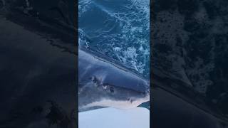 GREAT WHITE SHARK BITES SAILBOAT 😱 [upl. by Eralc]