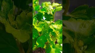 Guldaudi Plant Reporting gardening plants youtubeshorts guldaudi [upl. by Ognimod130]